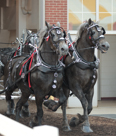 Horses at State Fair